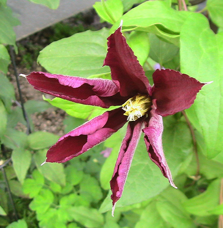 c0016987_17165911.jpg