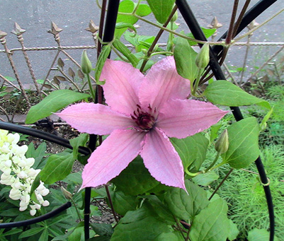 c0016987_17165967.jpg