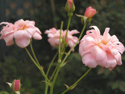c0031288_10262826.jpg