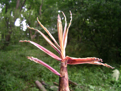 c0040244_911084.jpg