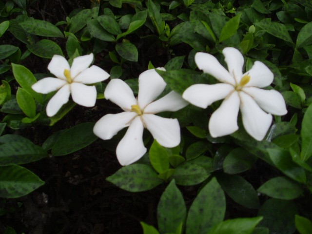 b0061261_21422933.jpg