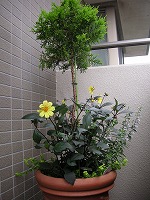 a0035678_10492080.jpg