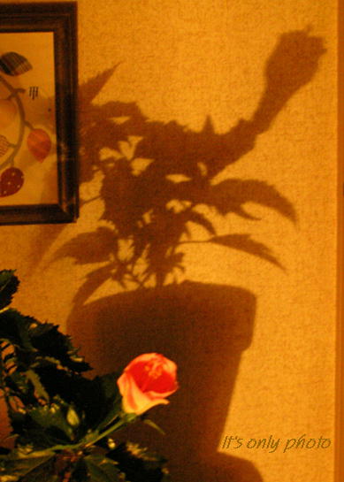 e0008800_1544943.jpg