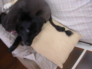 c0065643_15362844.jpg
