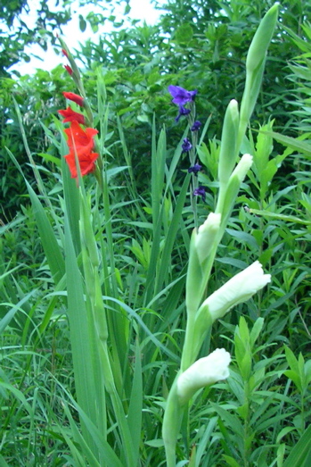 c0040244_20454798.jpg