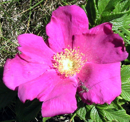 c0016987_18521042.jpg