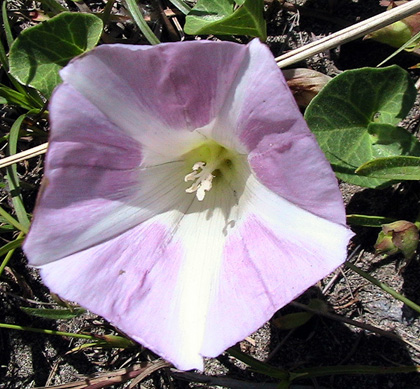 c0016987_1853952.jpg