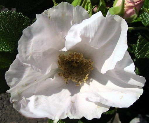 c0016987_1919135.jpg