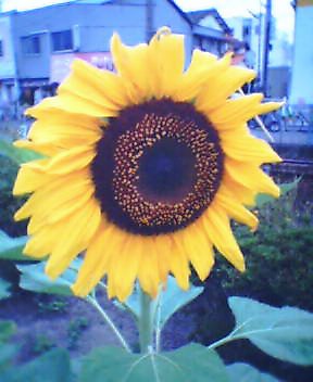 c0046340_17452892.jpg