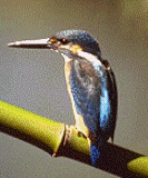 b0062167_13573295.gif