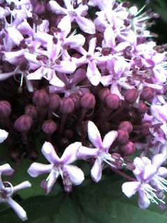 b0061010_12204.jpg