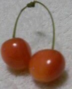 d0000820_1621540.jpg