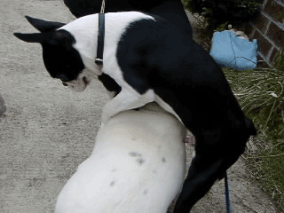 e0008833_1712983.gif