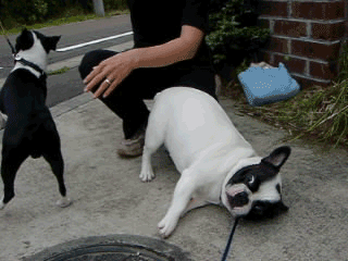 e0008833_1772521.gif