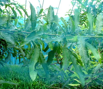 b0015260_11142465.jpg