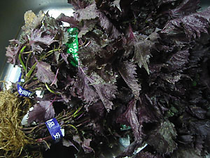 a0019781_22533319.jpg