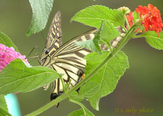 e0008800_1104359.jpg