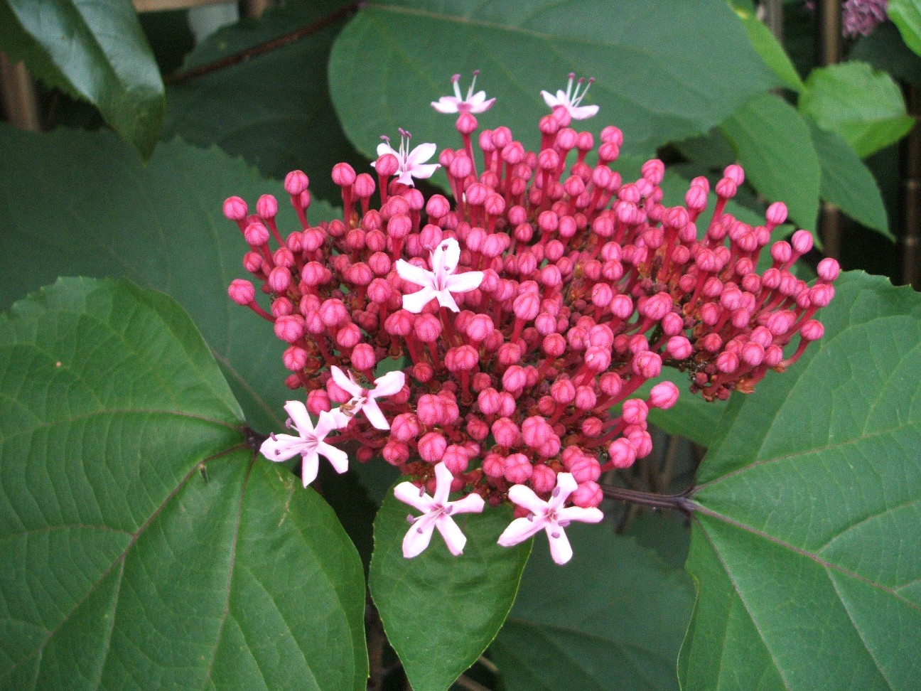 b0061010_930067.jpg