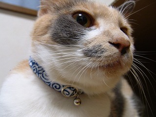 a0034419_10424646.jpg