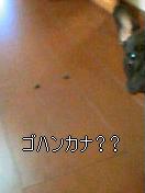 c0015354_7311362.jpg