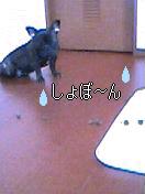 c0015354_742050.jpg