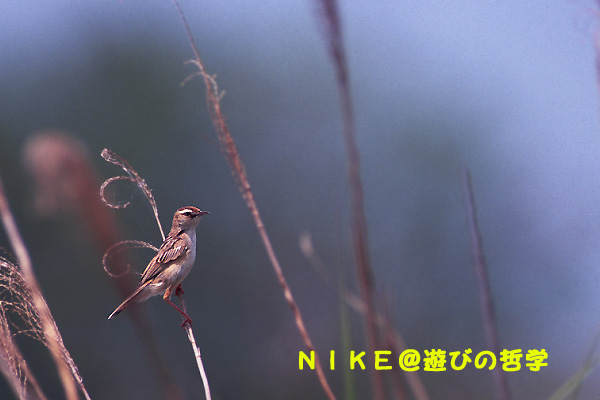 e0000968_22164123.jpg
