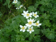 a0011999_2335495.jpg