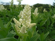a0011999_2391291.jpg