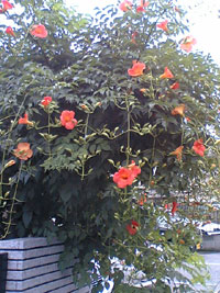 c0022231_22121875.jpg
