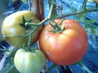 c0068149_16573938.jpg