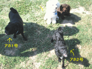 b0035453_15244255.gif