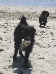 b0035453_1534233.gif