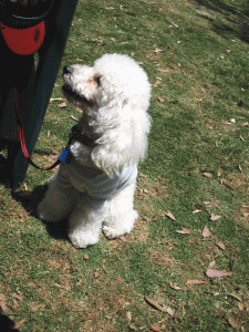 b0035453_1544445.gif