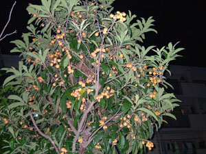c0032567_0245098.jpg