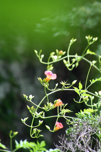 c0044199_22402078.jpg
