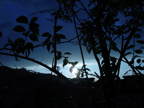 c0000134_11392615.gif