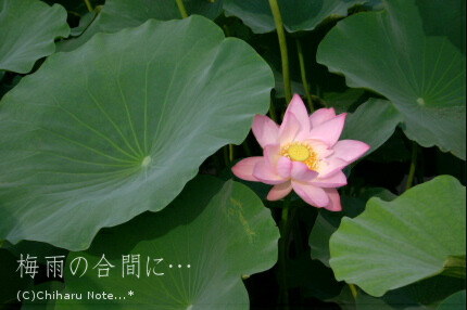 c0046340_8341530.jpg