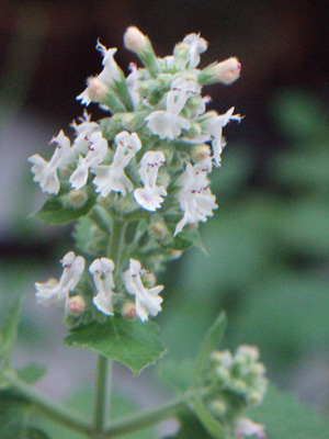 c0048042_014433.jpg