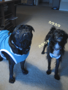 b0035453_12162788.gif