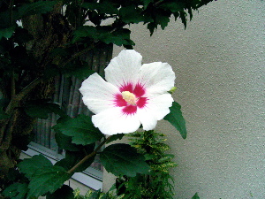 c0044994_22275592.jpg