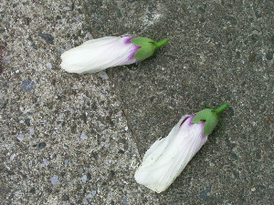 c0044994_22284434.jpg