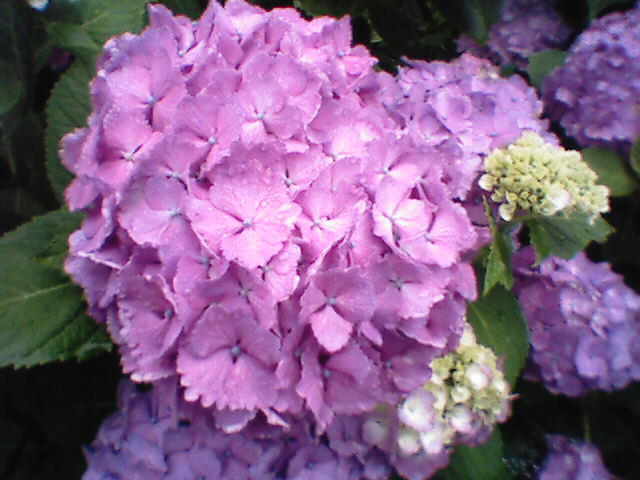 a0028803_11433622.jpg