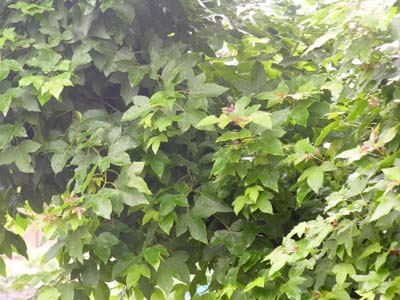 c0059521_10134273.jpg