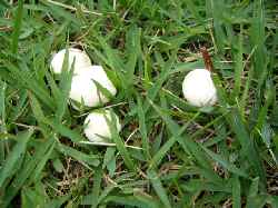 c0042960_17432876.jpg