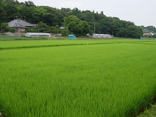 c0067464_17534426.jpg