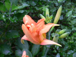 d0062009_8352141.jpg