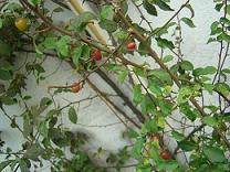 b0041537_1842646.jpg