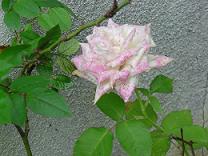 b0041537_20374647.jpg