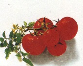 e0020455_20333316.jpg