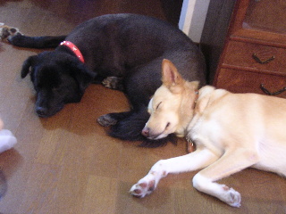 c0065643_11295889.jpg